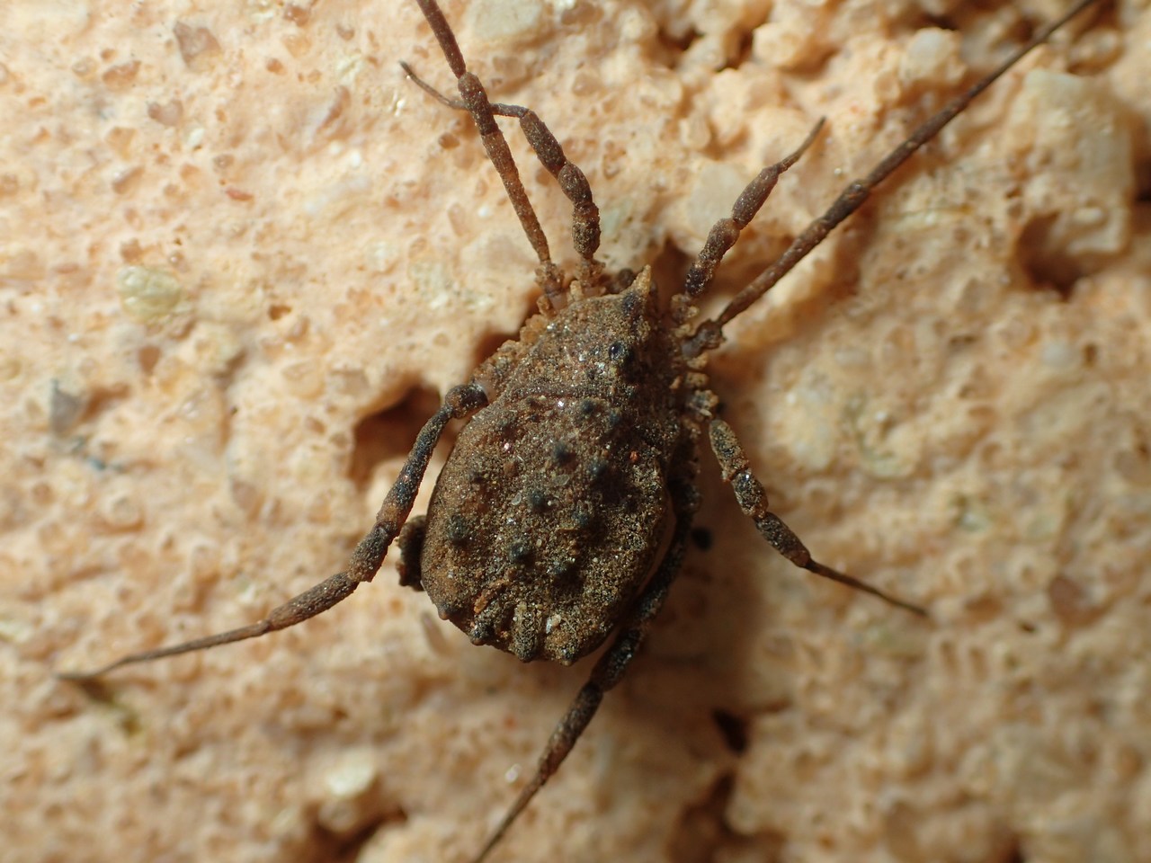 Homalenotus buchneri